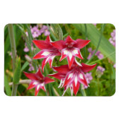 Rood en Wit Gladiolas Zomer Botanisch Magneet (Horizontaal)
