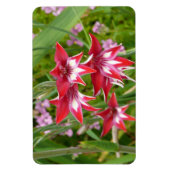 Rood en Wit Gladiolas Zomer Botanisch Magneet (Verticaal)
