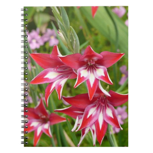 Rood en Wit Gladiolas Zomer Botanisch Notitieboek (Voorkant)