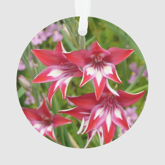 Rood en Wit Gladiolas Zomer Botanisch Ornament (achterkant)