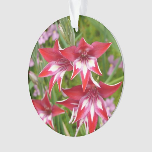 Rood en Wit Gladiolas Zomer Botanisch Ornament (voorkant)