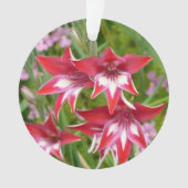 Rood en Wit Gladiolas Zomer Botanisch Ornament (voorkant)