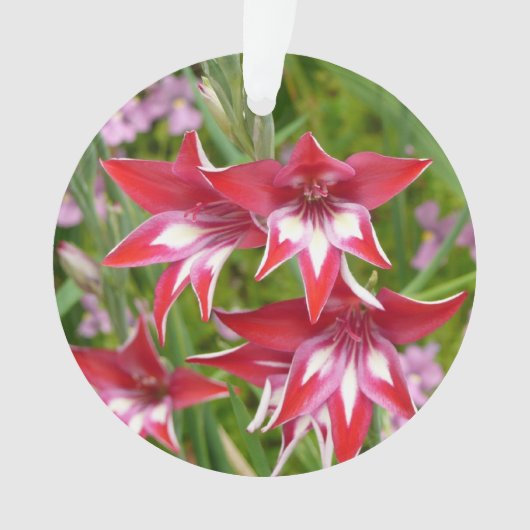 Rood en Wit Gladiolas Zomer Botanisch Ornament (voorkant)