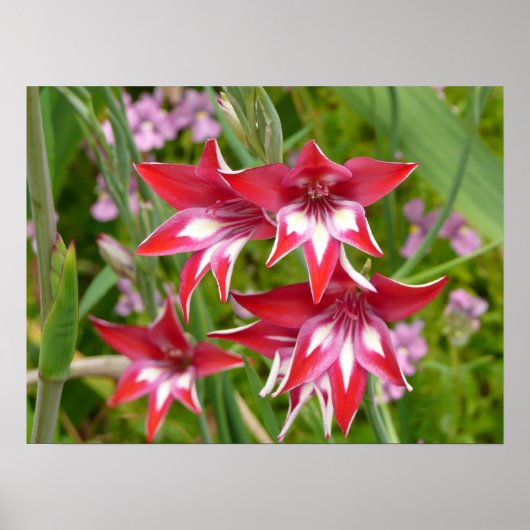 Rood en Wit Gladiolas Zomer Botanisch Poster (Voorkant)