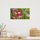 Rood en Wit Gladiolas Zomer Botanisch Poster (Keuken)