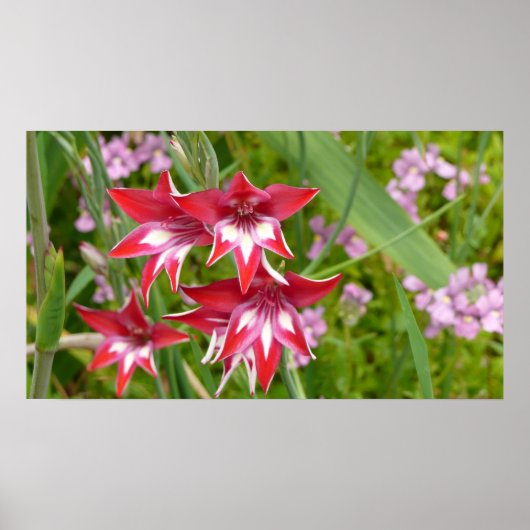 Rood en Wit Gladiolas Zomer Botanisch Poster (Voorkant)