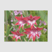 Rood en Wit Gladiolas Zomer Botanisch Tissuepapier (Voorkant)