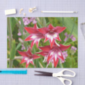 Rood en Wit Gladiolas Zomer Botanisch Tissuepapier (Craft)