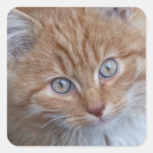 Rood en wit, langharig, kat met tablet vierkante sticker (Voorkant)