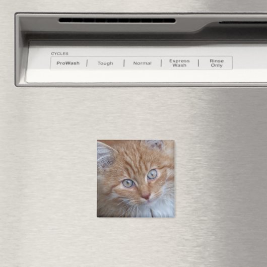 Rood en wit, langharig, tabby kattengezicht magneet (Insitu (Vaatwasser))