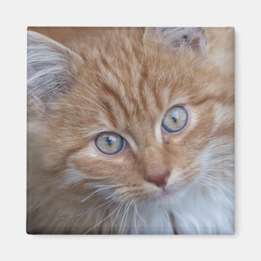 Rood en wit, langharig, tabby kattengezicht magneet (Voorkant)