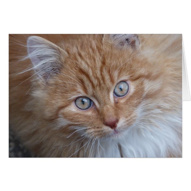 Rood en wit, langkorrelig, kat met tabletten (Voorkant Horizontaal)