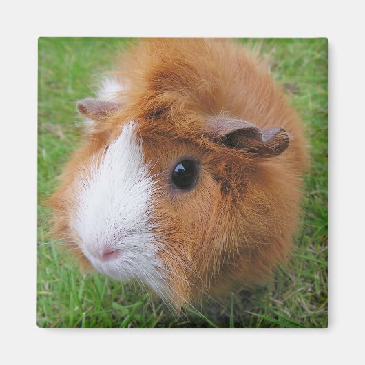 Rood en wit, langkorrelig varken in gras magneet (Voorkant)