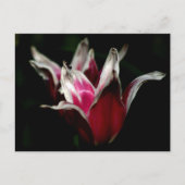 Rood en wit op zwart briefkaart (Voorkant)