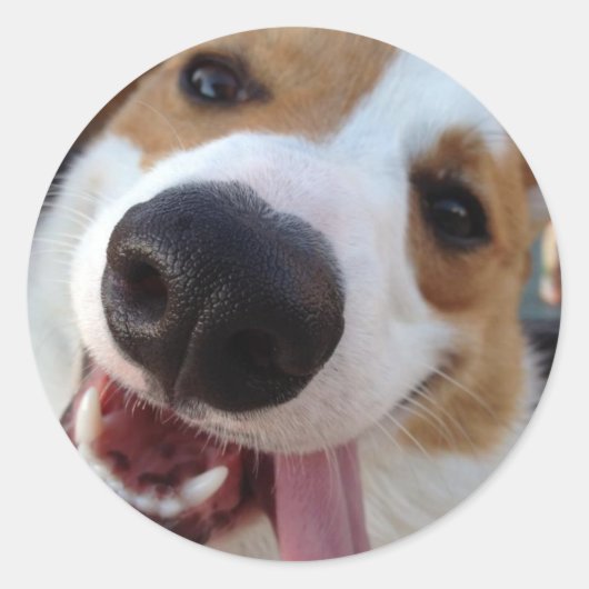 Rood en wit Pembroke Welsh Corgi Ronde Sticker (Voorkant)