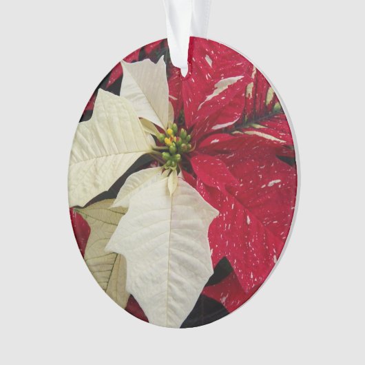 Rood en wit Poinsettia Holiday Ornament (voorkant)