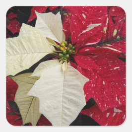 Rood en wit Poinsettia Holiday Vierkante Sticker