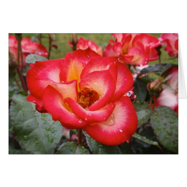 Rood en wit Roos (Voorkant Horizontaal)