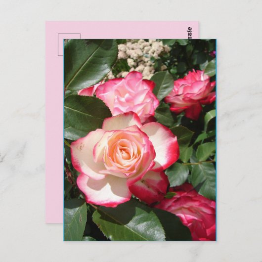 Rood en wit Roos Bloemen Bloemen Rozen Kaart (Voorkant / Achterkant)