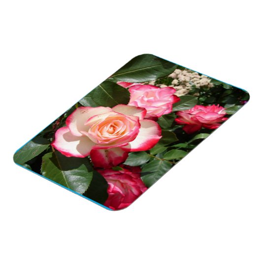 Rood en wit Roos Bloemen Bloemen Rozen Kaart Magneet (Linkerzijde)