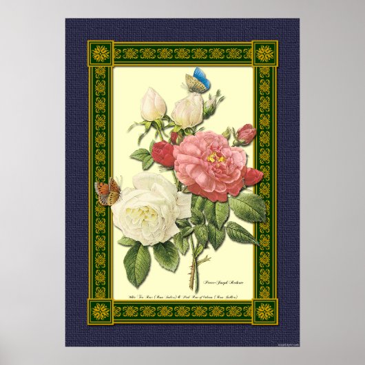Rood en wit Roos Botanisch Poster (Voorkant)