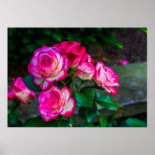 Rood en wit Roos Poster