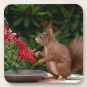 Rood- en witeekhoorn met rode bloem-Struik Bier Onderzetter (Voorkant)