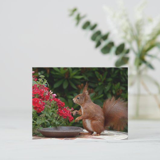 Rood- en witeekhoorn met rode bloem-Struik Briefkaart (Staand voorkant)