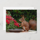 Rood- en witeekhoorn met rode bloem-Struik Briefkaart (Voorkant / Achterkant)