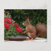 Rood- en witeekhoorn met rode bloem-Struik Briefkaart (Voorkant)