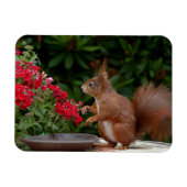 Rood- en witeekhoorn met rode bloem-Struik Magneet (Horizontaal)