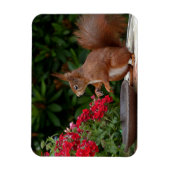 Rood- en witeekhoorn met rode bloem-Struik Magneet (Verticaal)