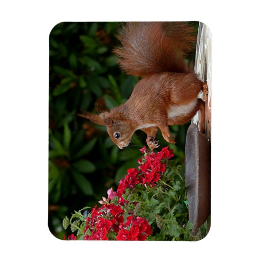 Rood- en witeekhoorn met rode bloem-Struik Magneet (Verticaal)