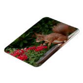 Rood- en witeekhoorn met rode bloem-Struik Magneet (Linkerzijde)