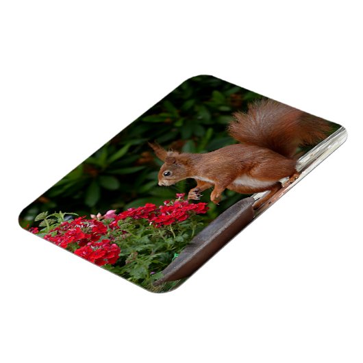 Rood- en witeekhoorn met rode bloem-Struik Magneet (Linkerzijde)