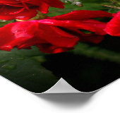 Rood- en witte Rozen Poster (Hoek)