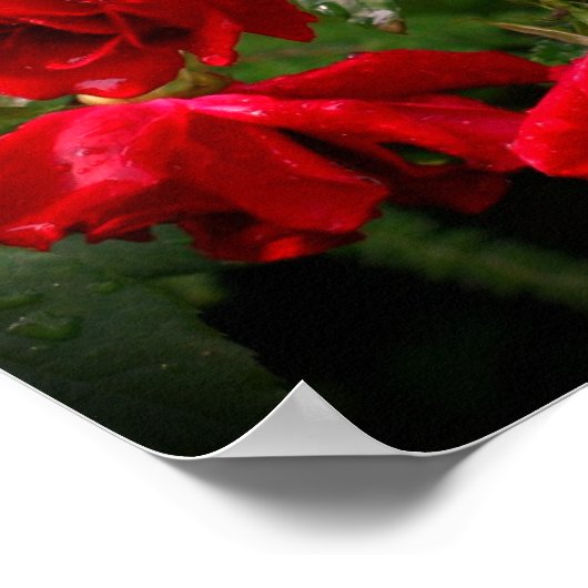 Rood- en witte Rozen Poster (Hoek)