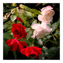 Rood- en witte Rozen