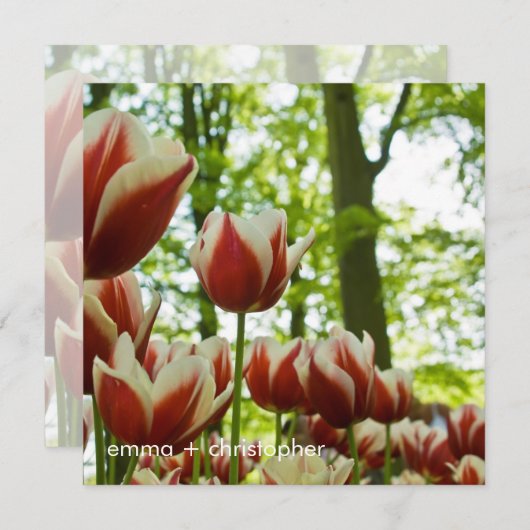 Rood- en witTulpen DSC0869 Save The Date (Voorkant / Achterkant)