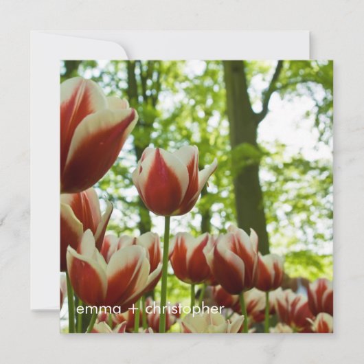 Rood- en witTulpen DSC0869 Save The Date (Voorkant)