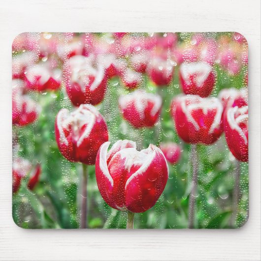 Rood- en witTulpen met regendruppels Muismat (Voorkant)