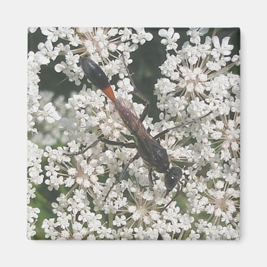 Rood- en zwart Wasp Magnet (Voorkant)