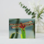 Rood- en zwarte dragonvlieg met schroefdraad briefkaart (Staand voorkant)