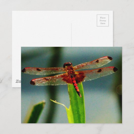 Rood- en zwarte dragonvlieg met schroefdraad briefkaart (Voorkant / Achterkant)