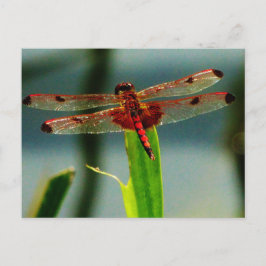 Rood- en zwarte dragonvlieg met schroefdraad briefkaart