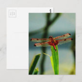 Rood- en zwarte dragonvlieg met schroefdraad briefkaart (Voorkant / Achterkant)