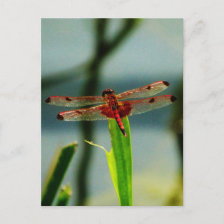 Rood- en zwarte dragonvlieg met schroefdraad briefkaart