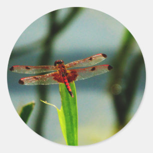 Rood- en zwarte dragonvlieg met schroefdraad ronde sticker