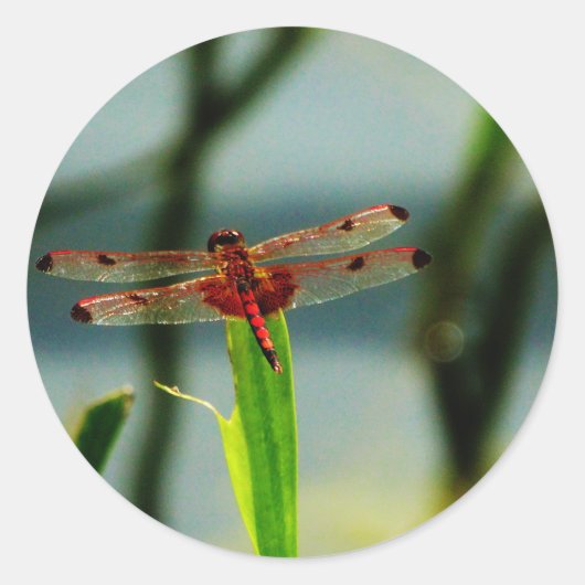 Rood- en zwarte dragonvlieg met schroefdraad ronde sticker (Voorkant)