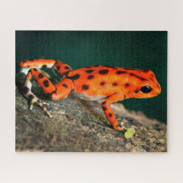 Rood- en zwarte giftoorkikker legpuzzel